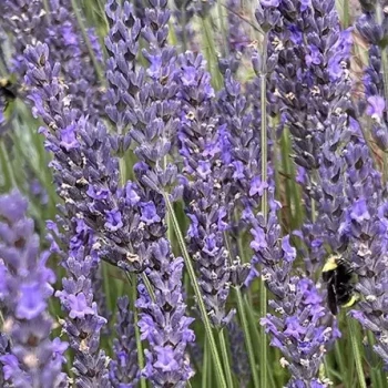 LAVANDULA x intermedia Phenomenal