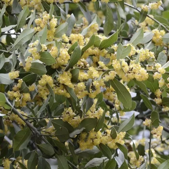 LAURUS nobilis