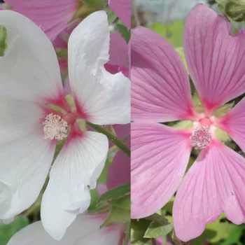 LAVATERA olbia Rosea