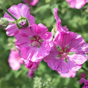 LAVATERA thuringiaca Lilac Lady