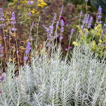LAVANDULA x allardii