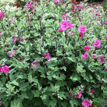 LAVATERA x clementii Barnsley