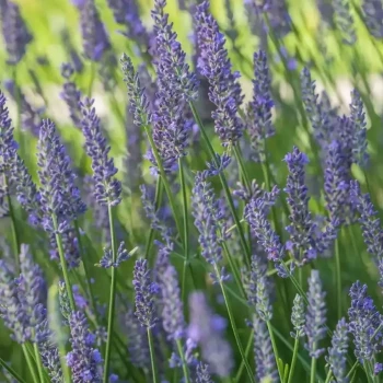 LAVANDULA x intermedia Sensational!