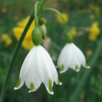 LEUCOJUM aestivum Gravetye Giant