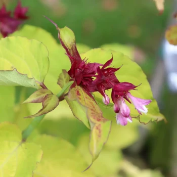 LEYCESTERIA formosa