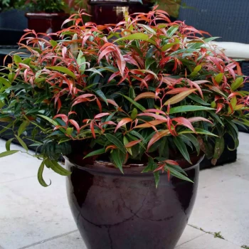 LEUCOTHOE keiskei Royal Ruby
