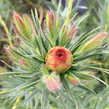 LEUCADENDRON lanigerum x laxum Jubilee Crown