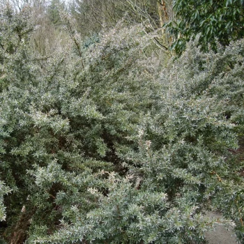 LEPTOSPERMUM lanigerum Silver Sheen