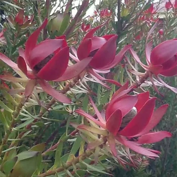 LEUCADENDRON salignum Cream Delight
