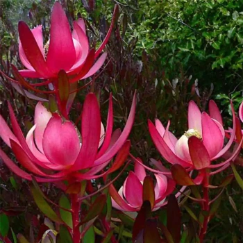 LEUCADENDRON x salignum Fire Glow