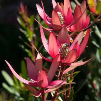 LEUCADENDRON salignum x laureolum Safari Sunset