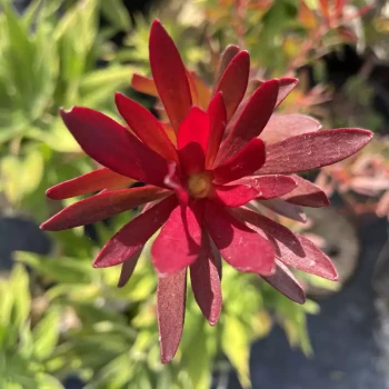 LEUCADENDRON salignum Winter Red