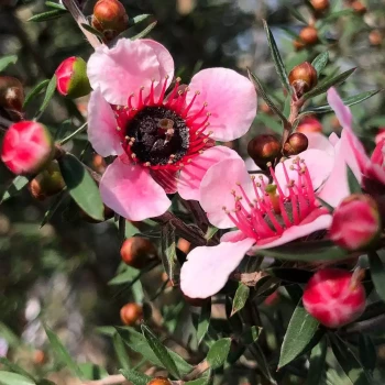 LEPTOSPERMUM scoparium Martini