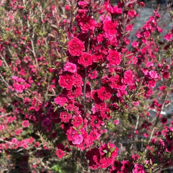 LEPTOSPERMUM scoparium Red Damask