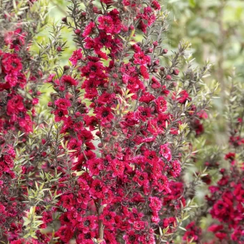 LEPTOSPERMUM scoparium Ruby Glow