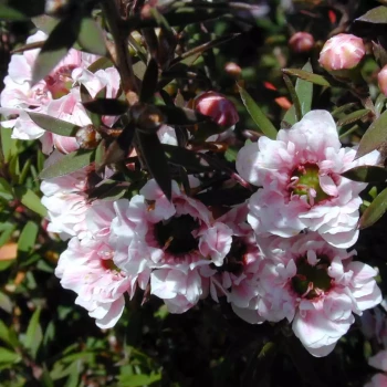 LEPTOSPERMUM scoparium Winter Cheer
