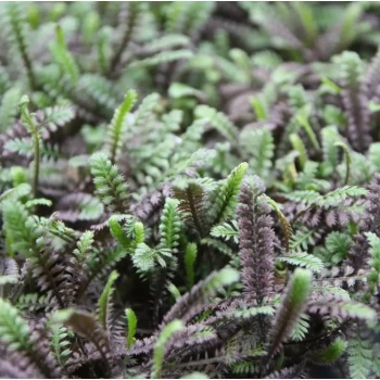 LEPTINELLA squalida Platt's Black
