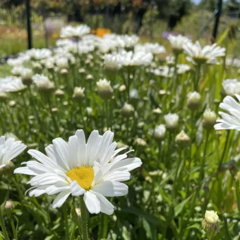 LEUCANTHEMUM superbum Daisy May