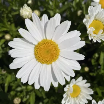LEUCANTHEMUM superbum Ooh La LaBlanche