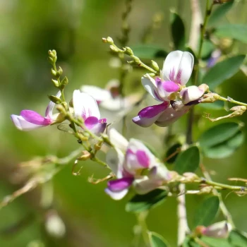 LESPEDEZA thunbebergii