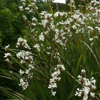 LIBERTIA grandiflora