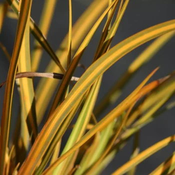 LIBERTIA ixioides Goldfinger