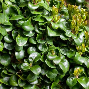 LIGUSTRUM japonicum coriaceum