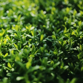 LIGUSTRUM japonicum Green Century