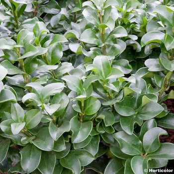 LIGUSTRUM japonicum Rotundifolium