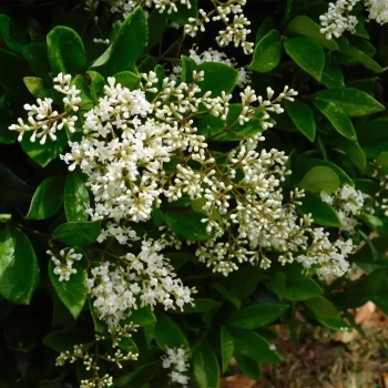 LIGUSTRUM japonicum Tricolor