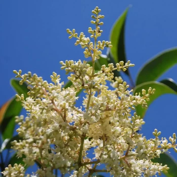 LIGUSTRUM lucidum