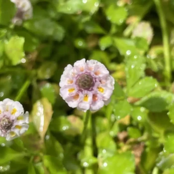 LIPPIA nodiflora