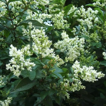 LIGUSTRUM ovalifolium Aureomarginatum