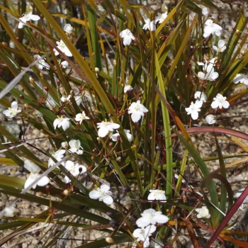 LIBERTIA peregrinans