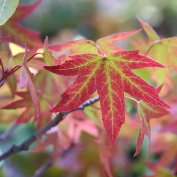 LIQUIDAMBAR styraciflua Worplesdon
