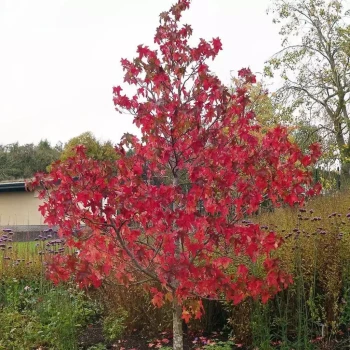 LIQUIDAMBAR styraciflua