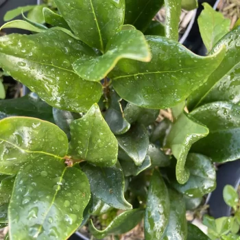 LIGUSTRUM texanum