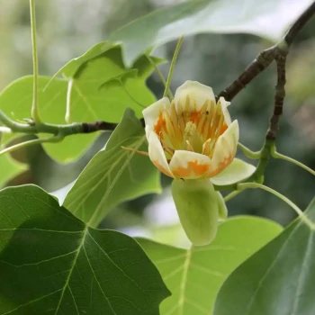 LIRIODENDRON tulipifera