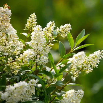 LIGUSTRUM vulgare