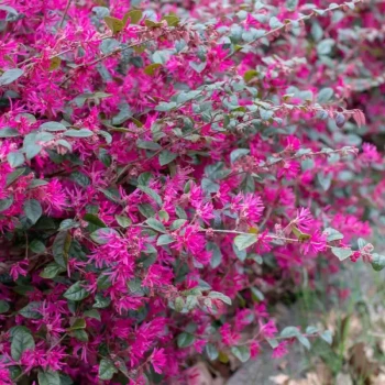 LOROPETALUM chinense Ming Dynasty