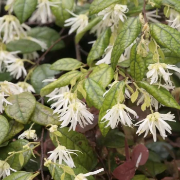 LOROPETALUM chinense Pipa's Fire