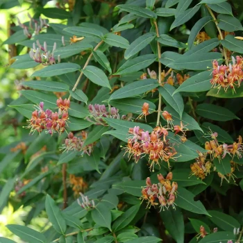 LONICERA henryi