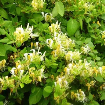 LONICERA japonica Hall's Prolific