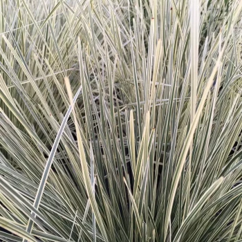 LOMANDRA longifolia Tanika