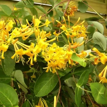 LONICERA nitida Angeli