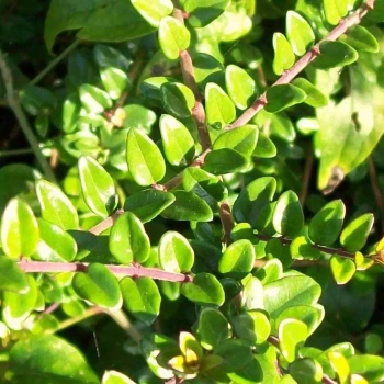 LONICERA nitida