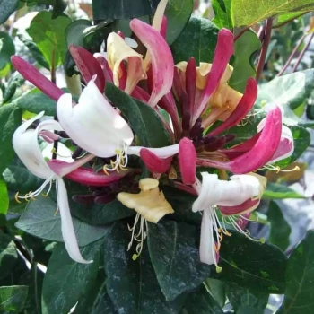 LONICERA periclymenum Caprilia Ever
