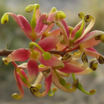 LOMATIA polymorpha