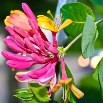 LONICERA x heckrottii Gold Flame