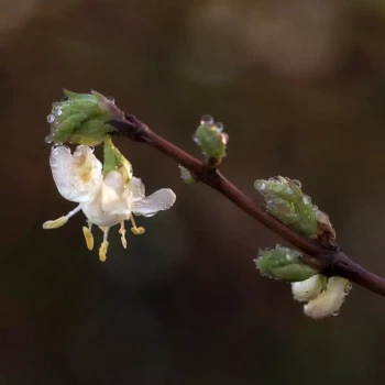 LONICERA x purpusii Winter Beauty